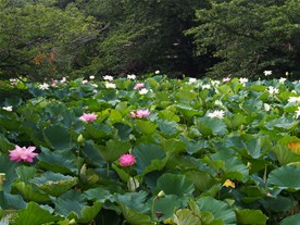 前年は大規模な池の清掃を行った直後だったので、ハスの花はもちろん葉も少なかったが。