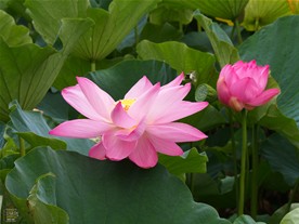 鶴岡八幡宮の紅い蓮。