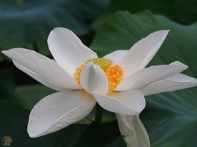 鶴岡八幡宮の白い蓮。