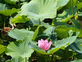時期が早かったせいか、清掃による影響か？鶴岡八幡宮のハスの花数は少なかった。