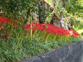 鶴岡八幡宮では鎌倉国宝館側の垣根に沿って多くの彼岸花（ヒガンバナ）が咲く。