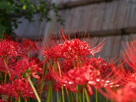 鶴岡八幡宮の彼岸花（ヒガンバナ）の花数は英勝寺に負けず劣らず。