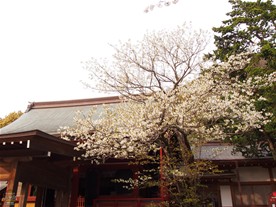 鶴岡八幡宮の若宮脇に咲く桜。