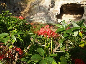 瑞泉寺の庭園前に咲く彼岸花（ヒガンバナ）。
