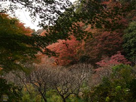 瑞泉寺の紅葉。梅の木がある庭の向こうの山は紅葉しているが、頭上の楓はまだ紅葉していない。（訪れたのは12月も中旬に入ろうとする頃）
