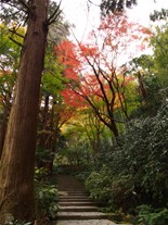 瑞泉寺の紅葉。山門へつながる石段。石段付近は木によって紅葉の状態にバラツキがあったが、紅葉している楓は鮮やかな赤色を放っていた。