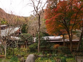瑞泉寺の紅葉。山門をくぐって右手にある楓。