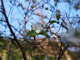 瑞泉寺の本堂前に咲く冬桜。水戸黄門こと徳川光圀が植えたものとされる。