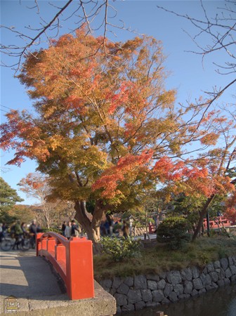鶴岡八幡宮 境内を彩る紅葉 鎌倉観光マップス