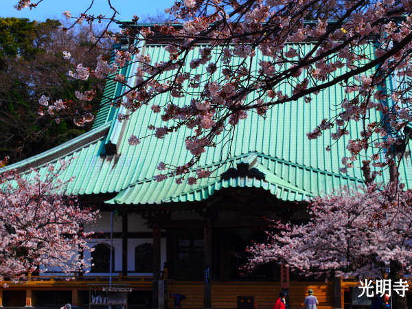 光明寺の桜