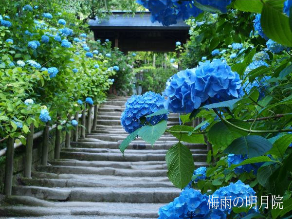 鎌倉観光（梅雨）明月院あじさい