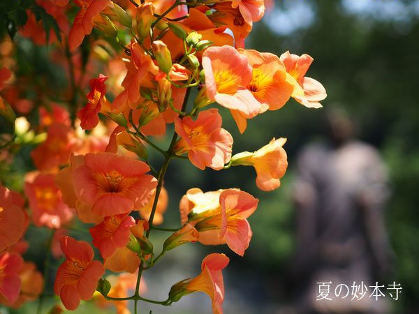 鎌倉観光（夏）、妙本寺ノウゼンカズラ