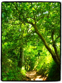 鎌倉ハイキングコース 鎌倉ハイキングコース