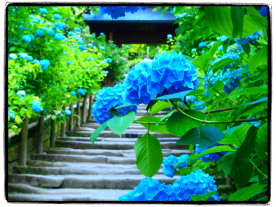 あじさい名所、明月院 あじさい名所、明月院